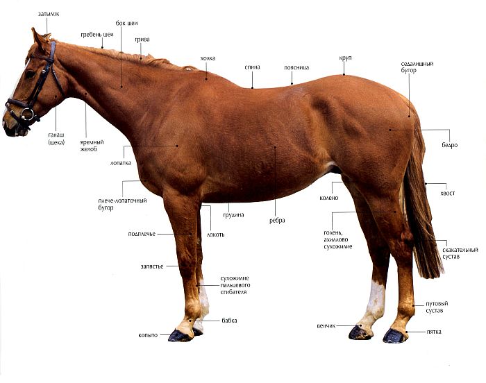 Как внешний вид лошади влияет на работоспособность лошади - Конное Ромашково